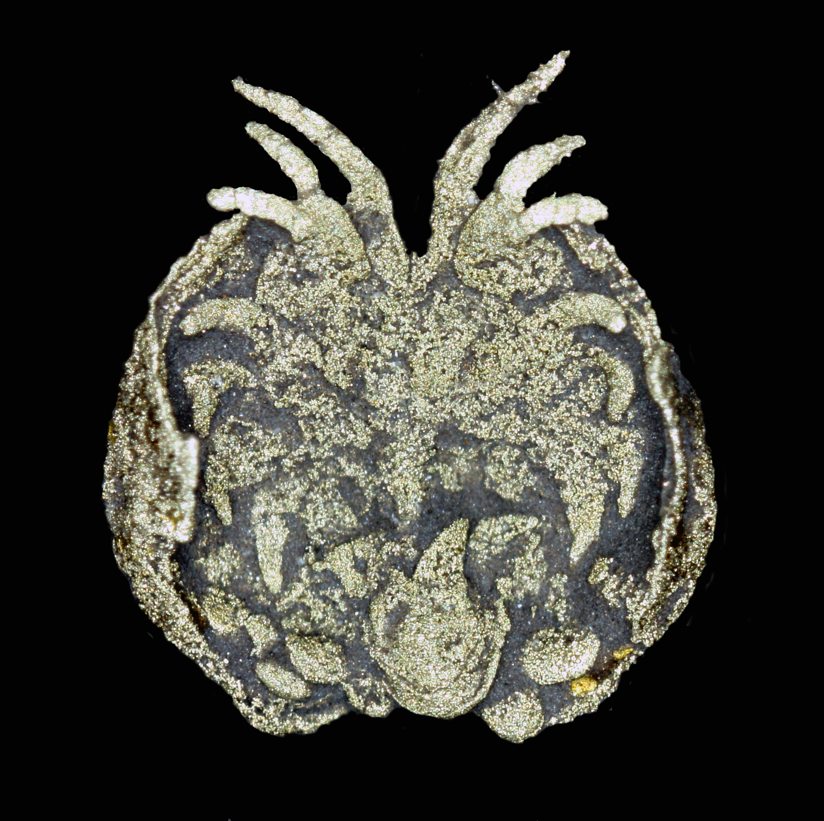YPM IP 307300, holotype of Luprisca incuba Siveter et al., 2014.